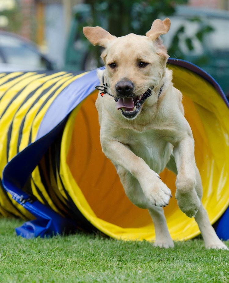 Hund som springer ur en agilitytunnel