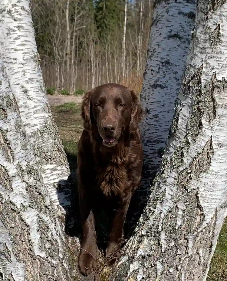 Hund sitter i ett träd