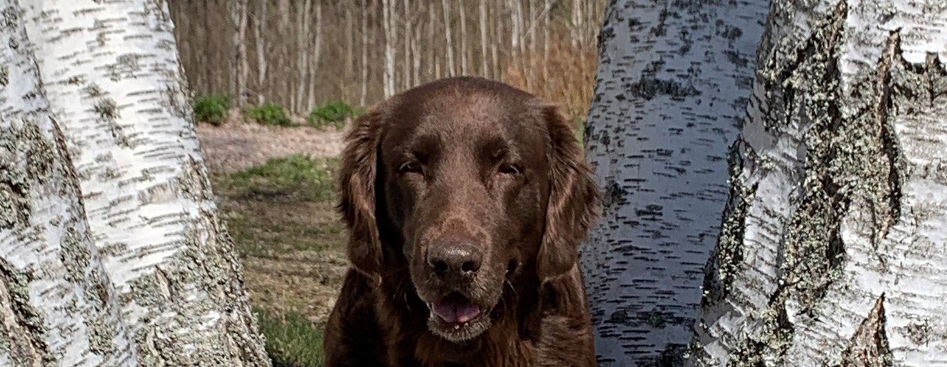Hund sitter i ett träd