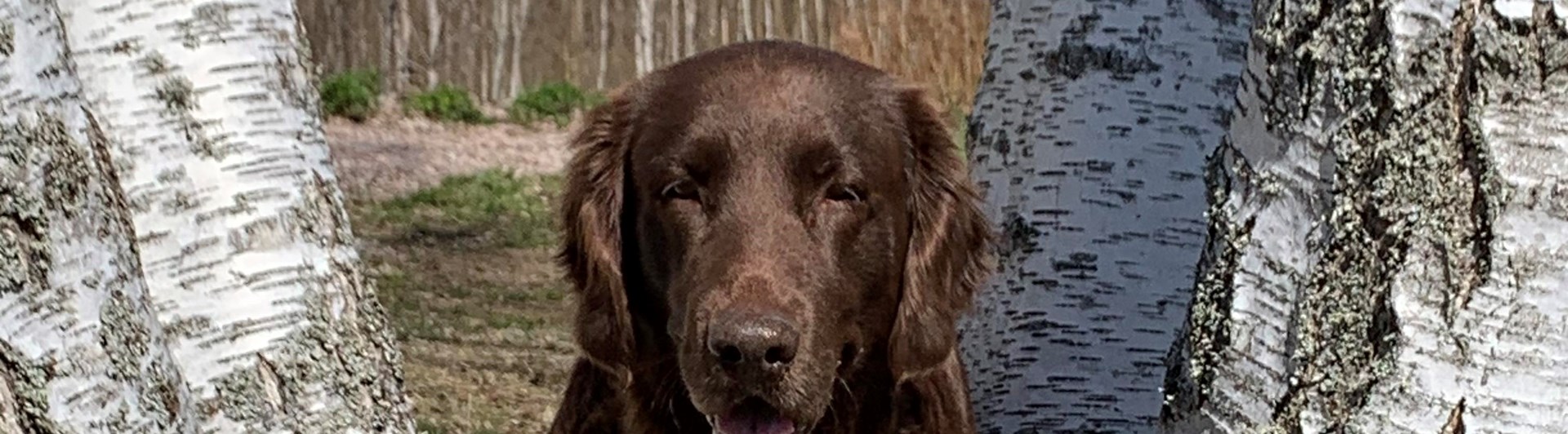 Hund sitter i ett träd