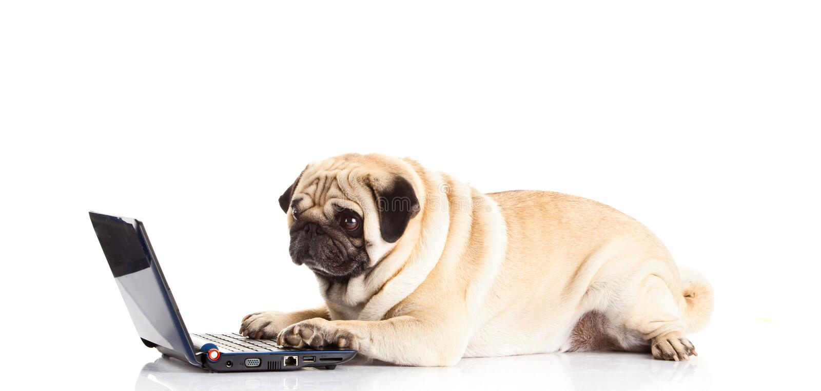 Hund med dator