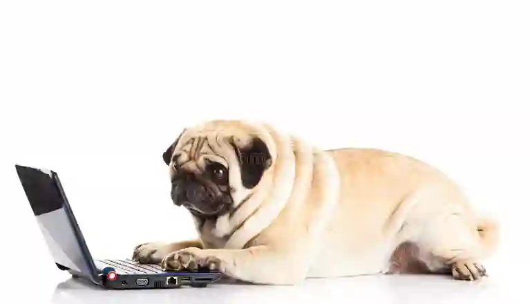 Hund med dator