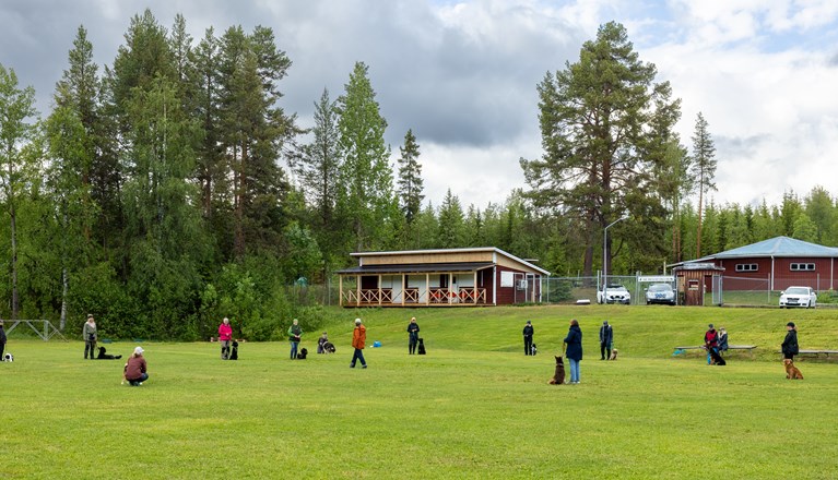 Klubbstugan. Folk tränar med sina hundar framför stugan.