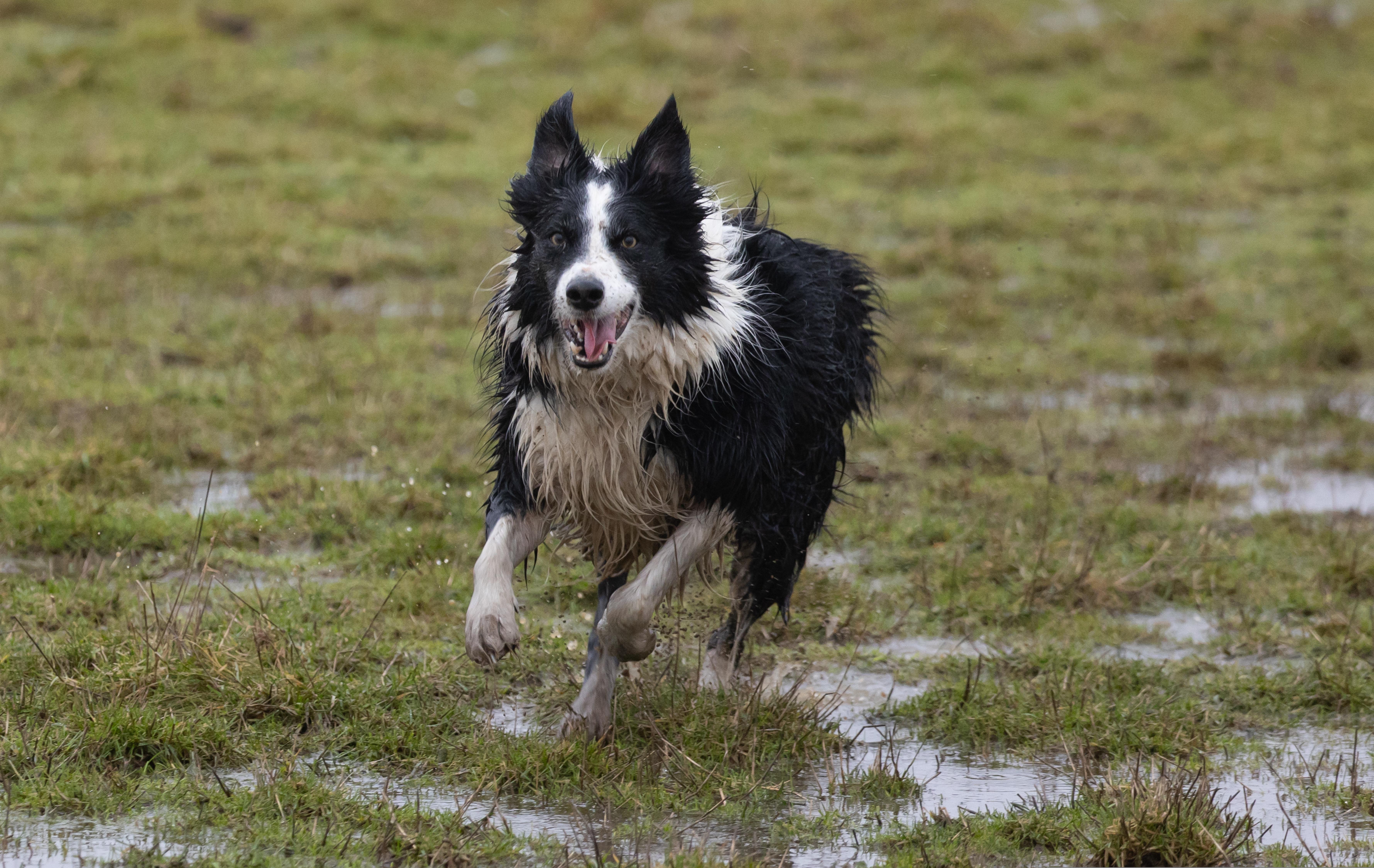 Bild av en springande border collie.