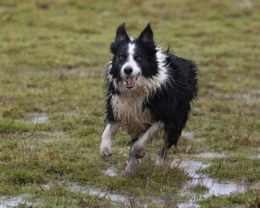 Bild av en springande border collie.