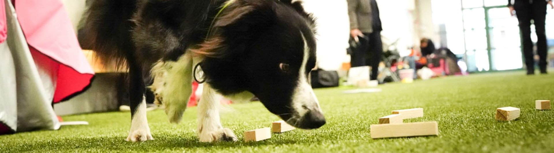 Border collie i vittringsapporteringen