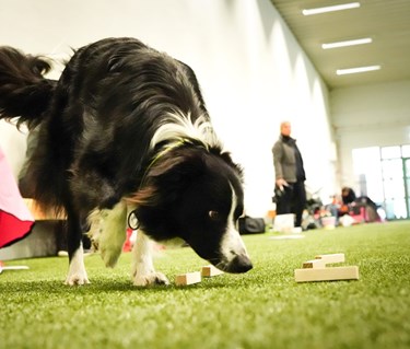 Border collie i vittringsapporteringen