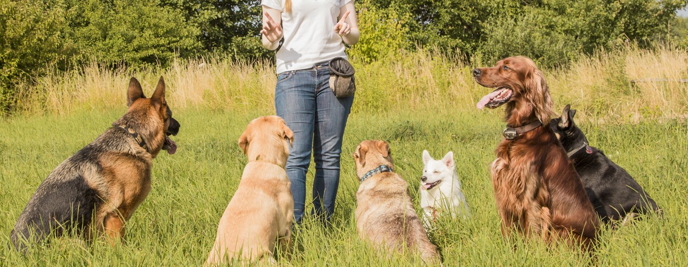 Kvinna med många hundar som sitter framför henne i högt gräs