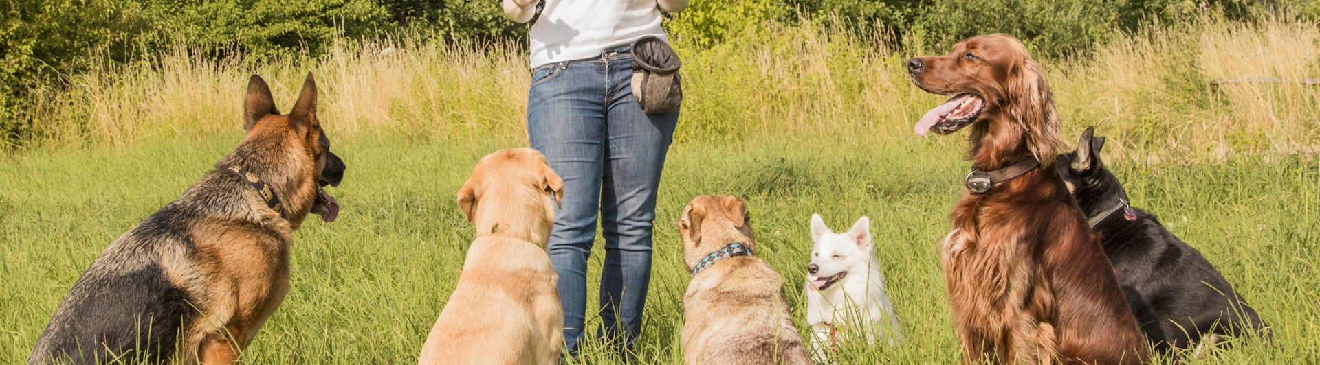 Kvinna med många hundar som sitter framför henne i högt gräs
