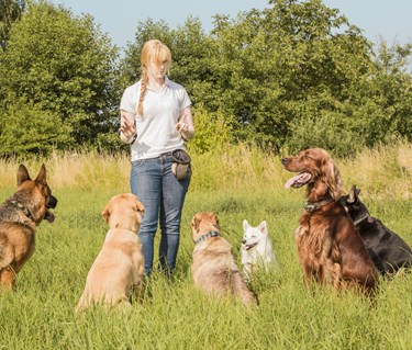 Kvinna med många hundar som sitter framför henne i högt gräs