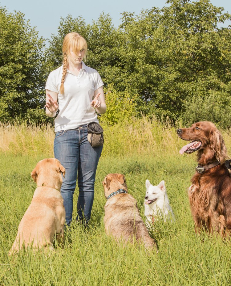 Kvinna med många hundar som sitter framför henne i högt gräs