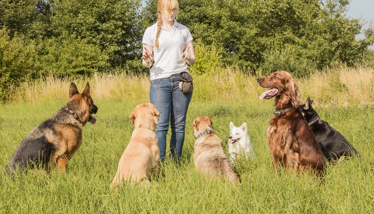 Kvinna med många hundar som sitter framför henne i högt gräs