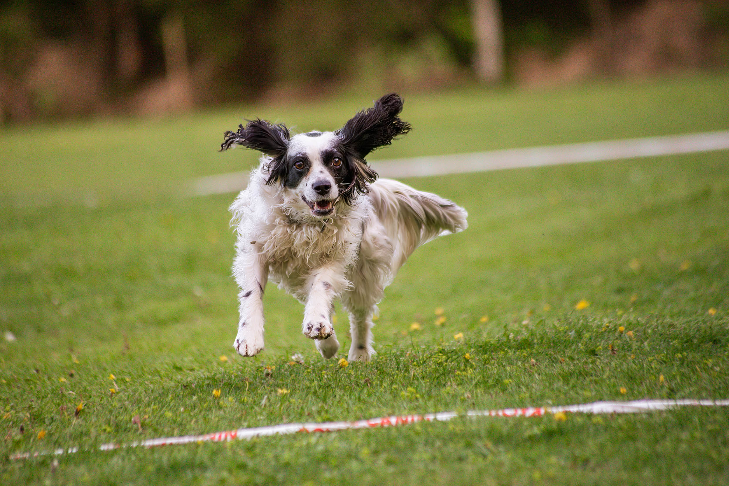 Hund springer mot kameran