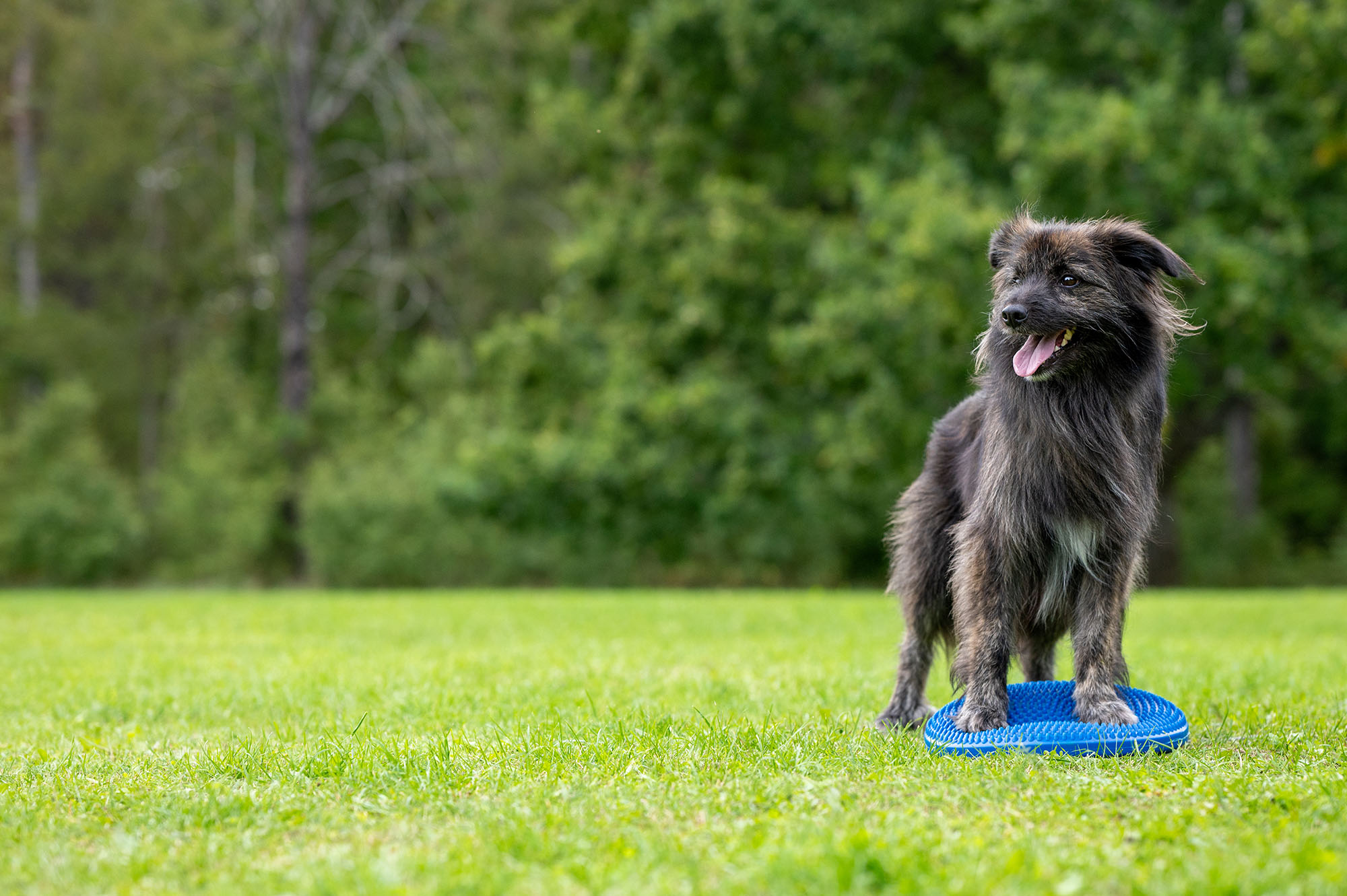 Target och balansboll