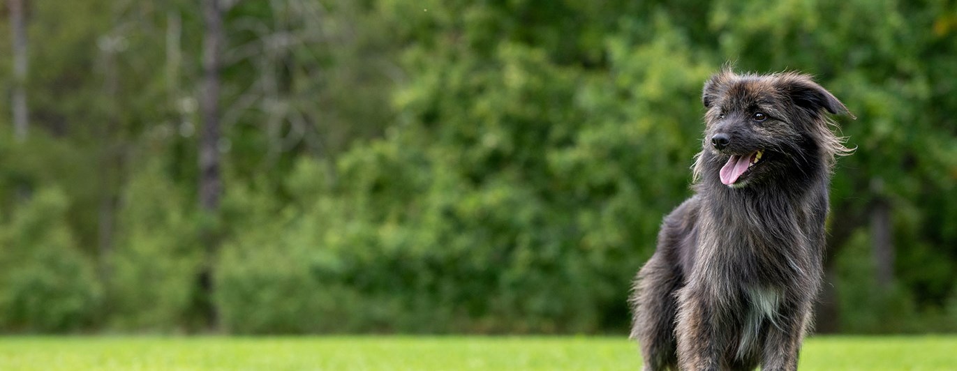 Target och balansboll