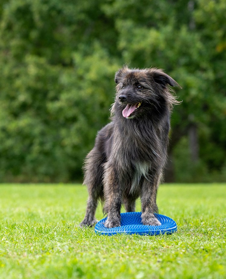 Target och balansboll