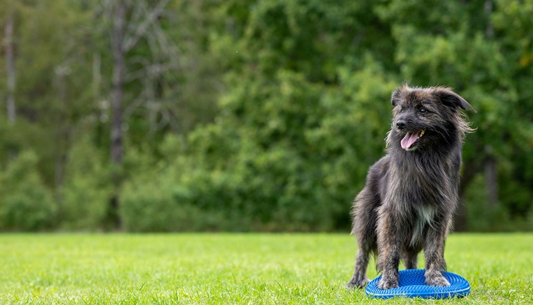 Target och balansboll