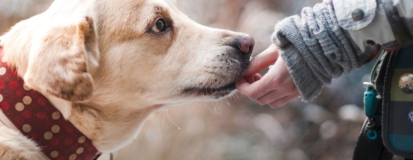 Ljusgul större hund nosar i en barnhand
