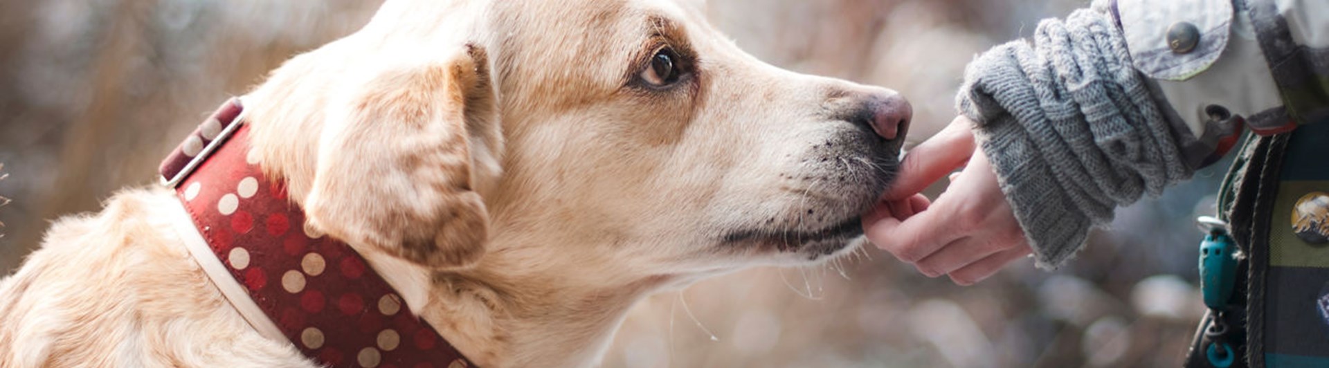 Ljusgul större hund nosar i en barnhand