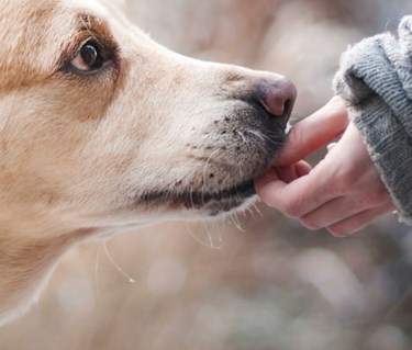 Ljusgul större hund nosar i en barnhand