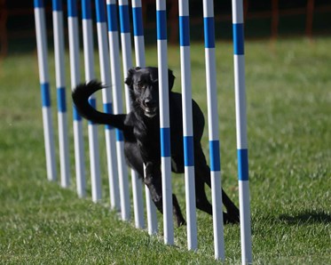 Agility