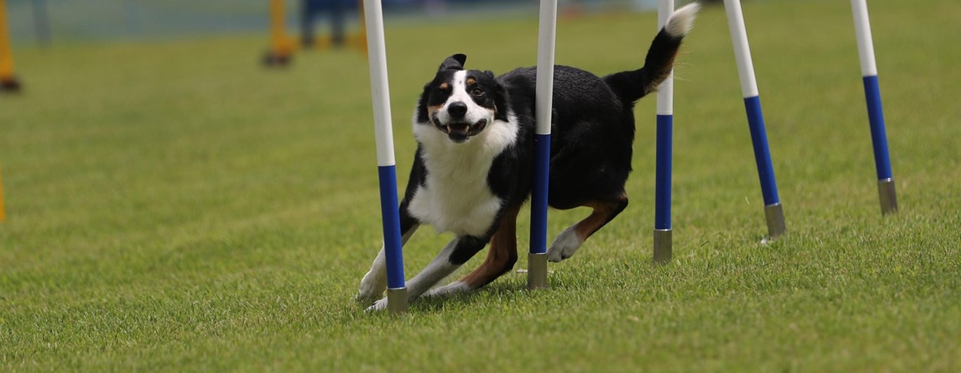 Hund som går slalom på agility