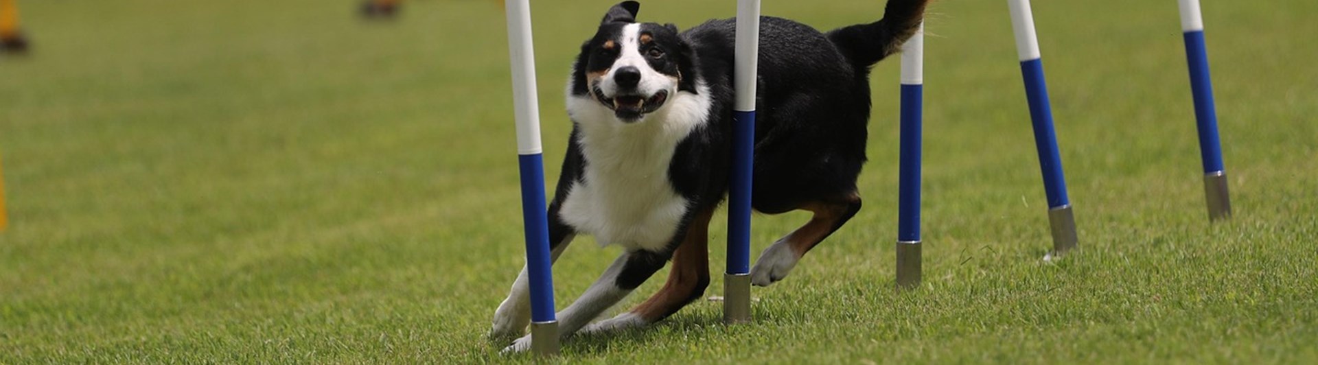 Hund som går slalom på agility