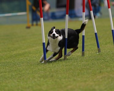 Hund som går slalom på agility