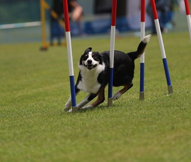 Hund som går slalom på agility