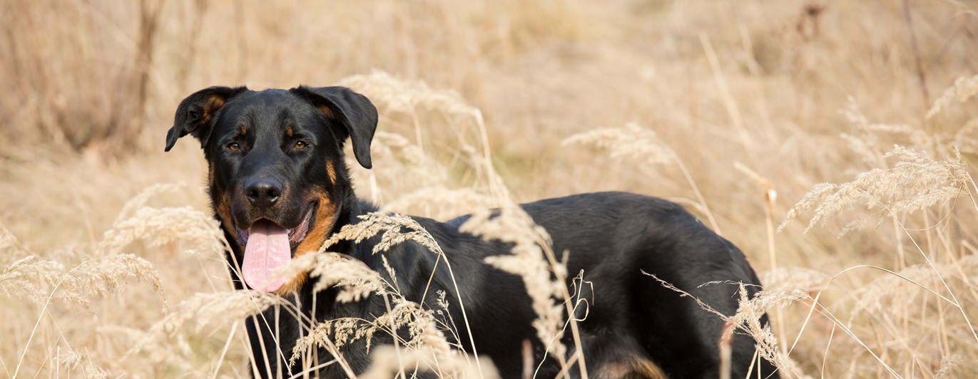 Beauceron på äng