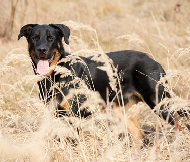 Beauceron på äng