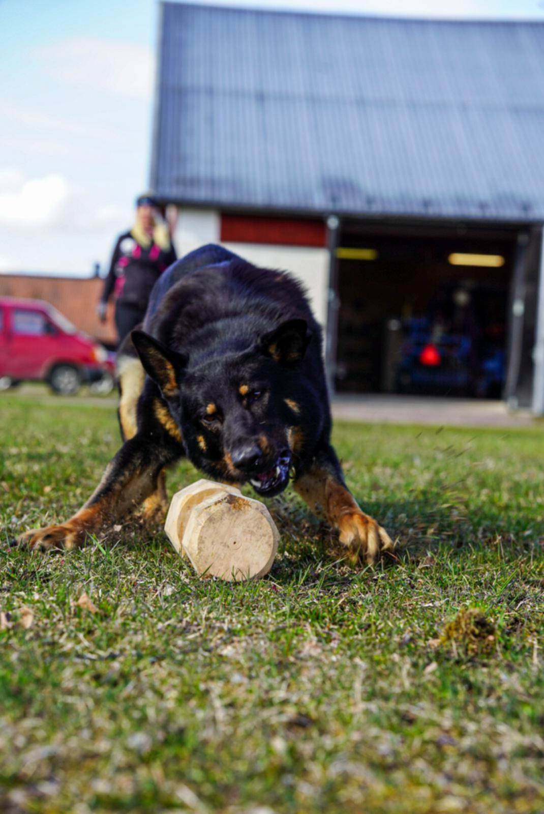 Närbild på en svart schäfer när den precis ska greppa apportbocken från marken