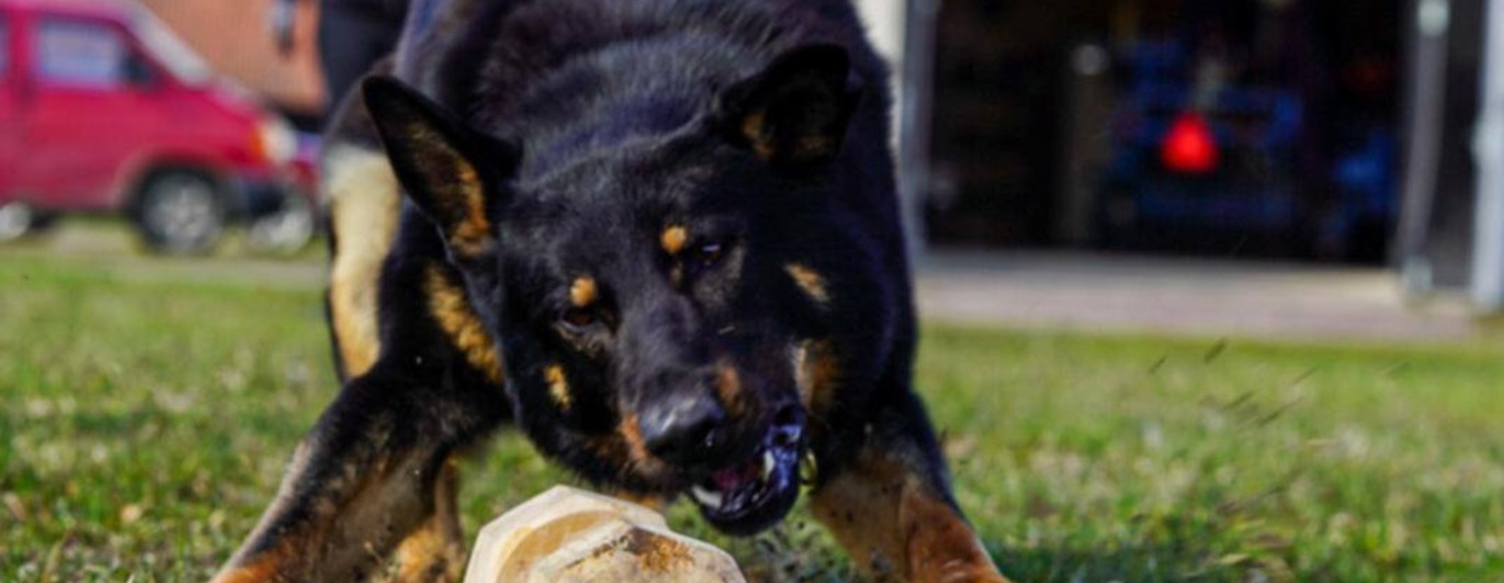 Närbild på en svart schäfer när den precis ska greppa apportbocken från marken