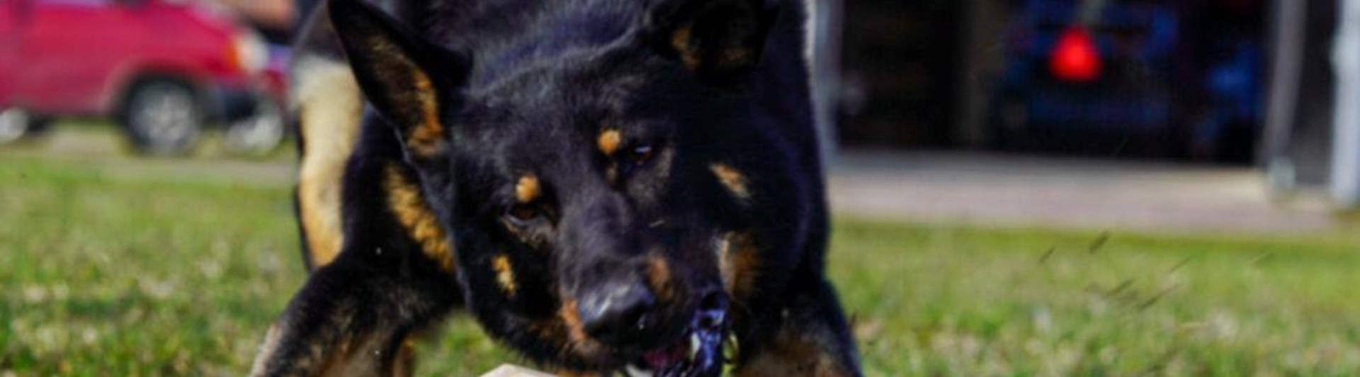 Närbild på en svart schäfer när den precis ska greppa apportbocken från marken