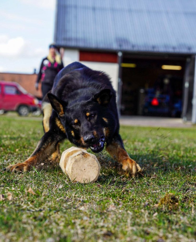 Närbild på en svart schäfer när den precis ska greppa apportbocken från marken
