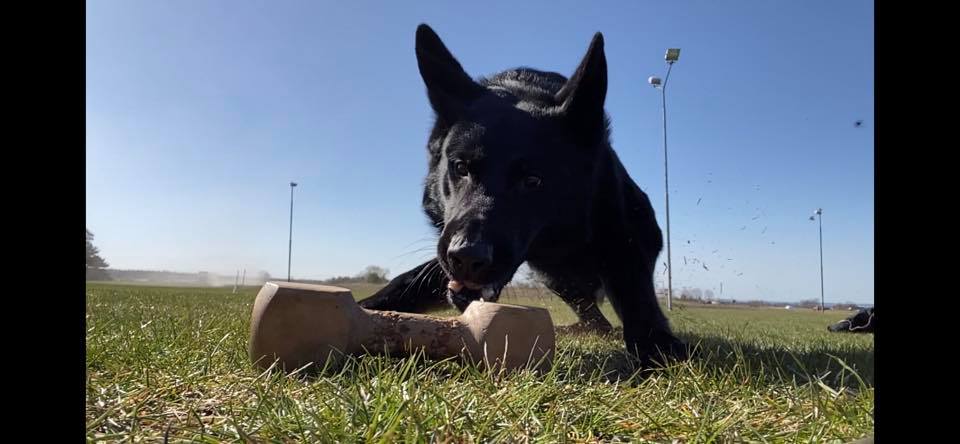 Tävlingslydnad Kurs Åhus BK