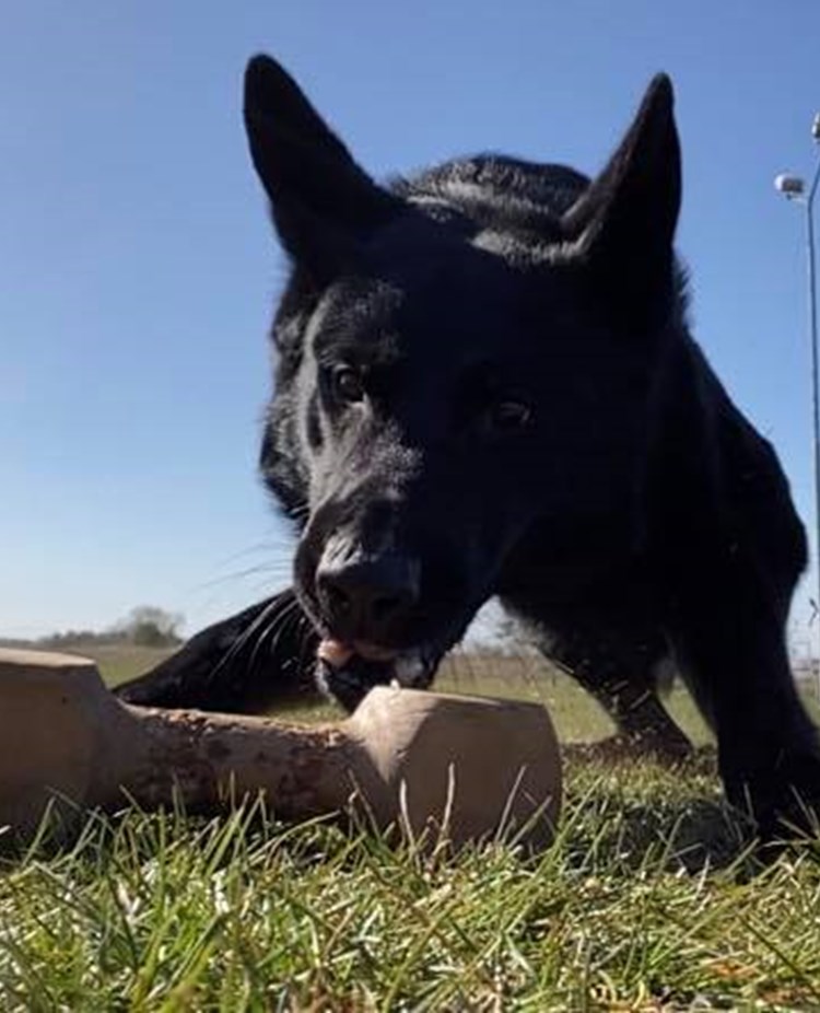 Tävlingslydnad Kurs Åhus BK