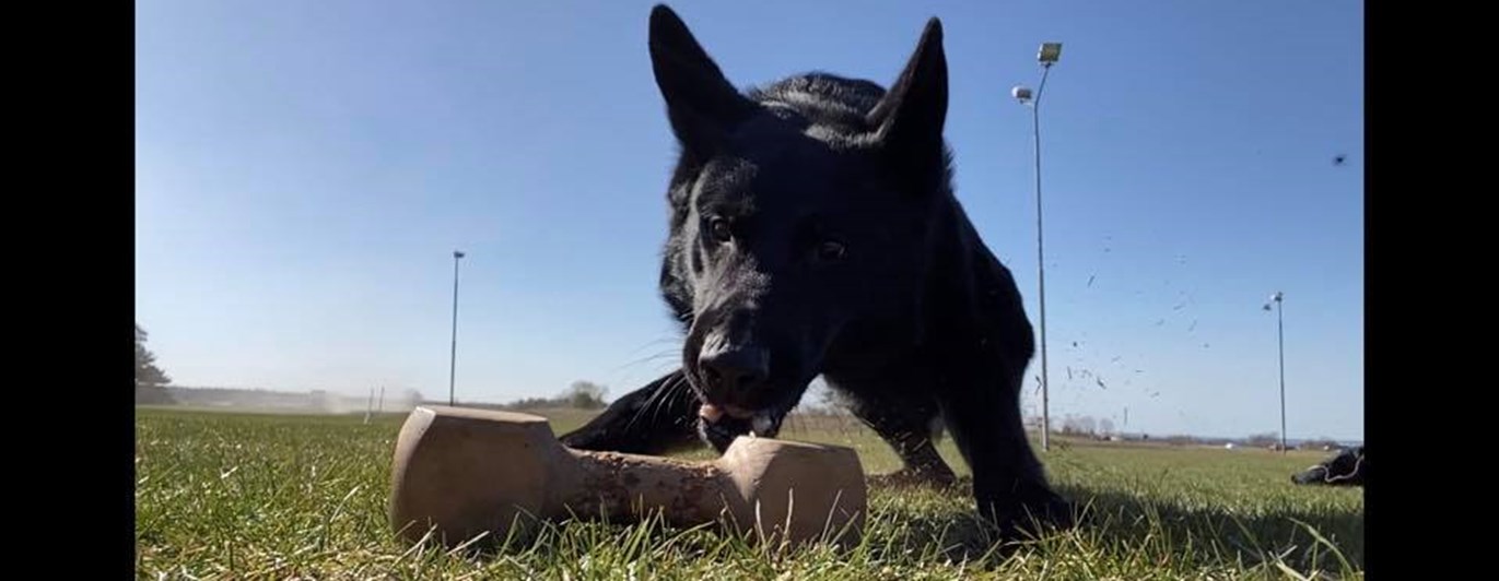 Tävlingslydnad Kurs Åhus BK