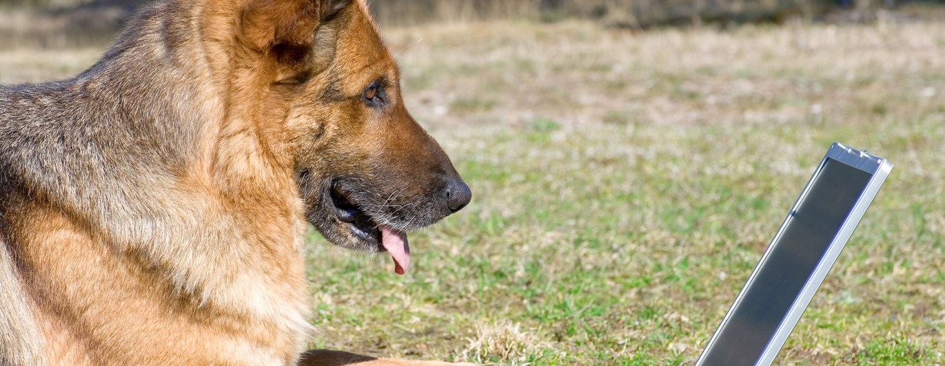 Schäfer med laptop ute