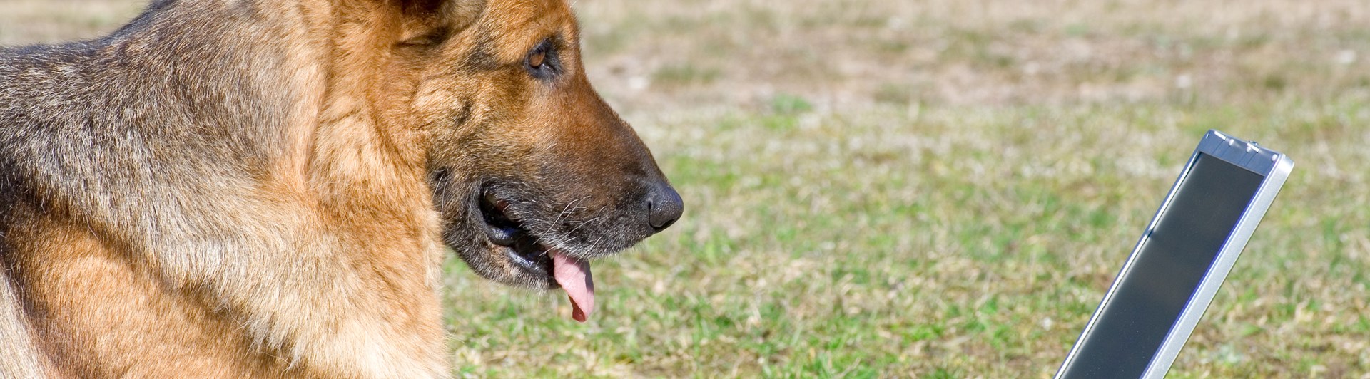 Schäfer med laptop ute