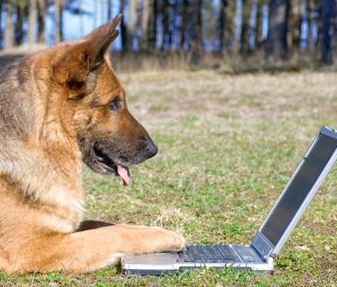 Schäfer med laptop ute