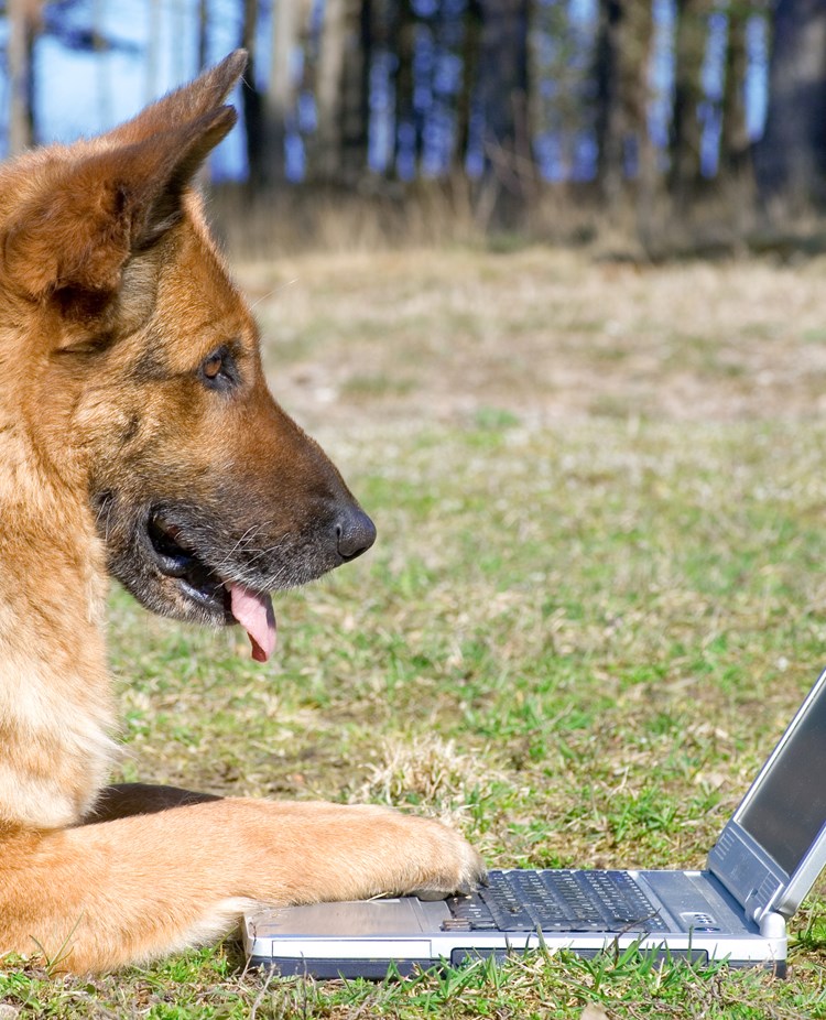Schäfer med laptop ute