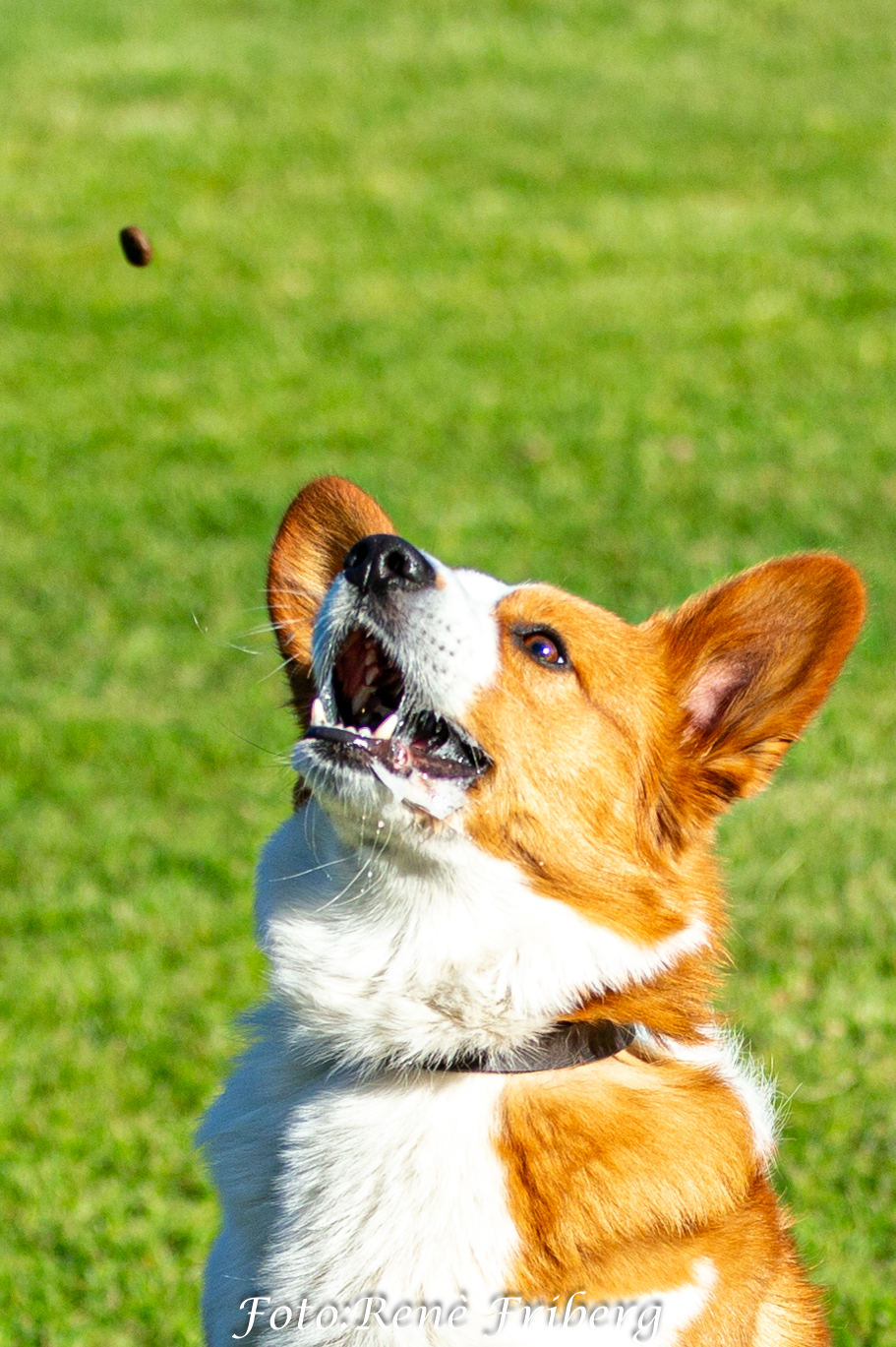 Corgi