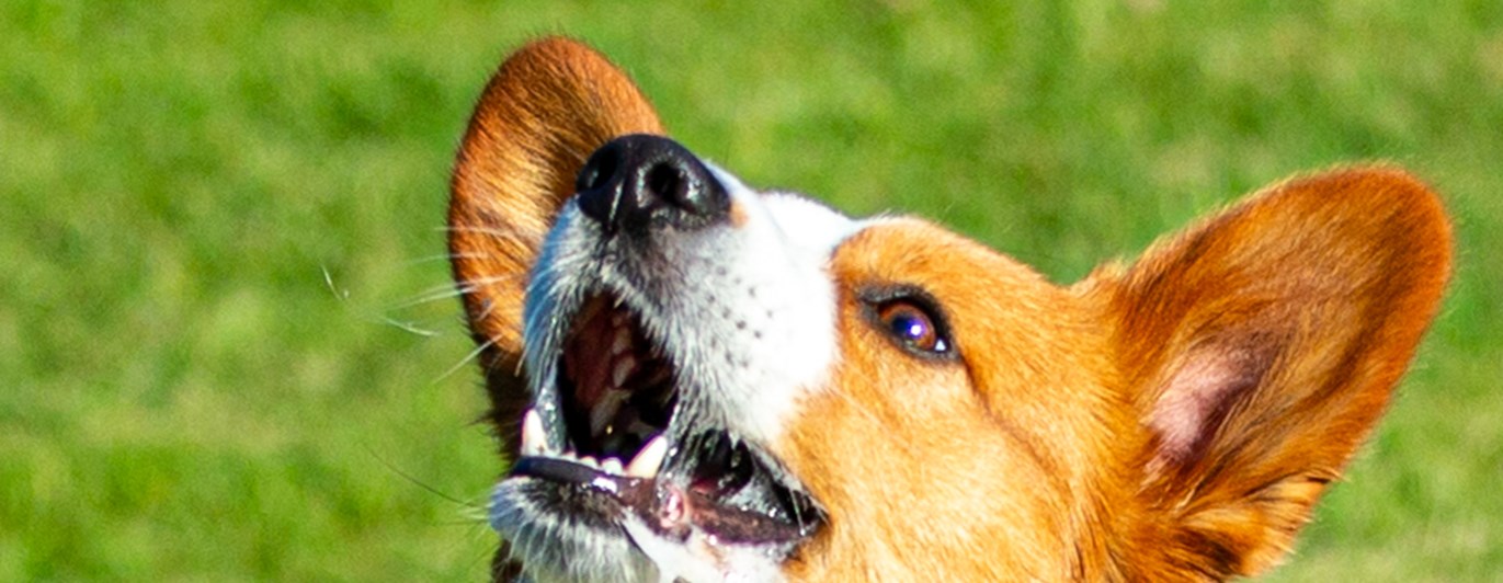 Corgi