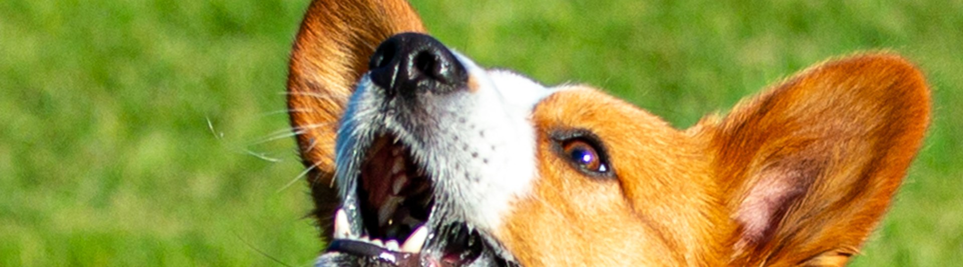 Corgi