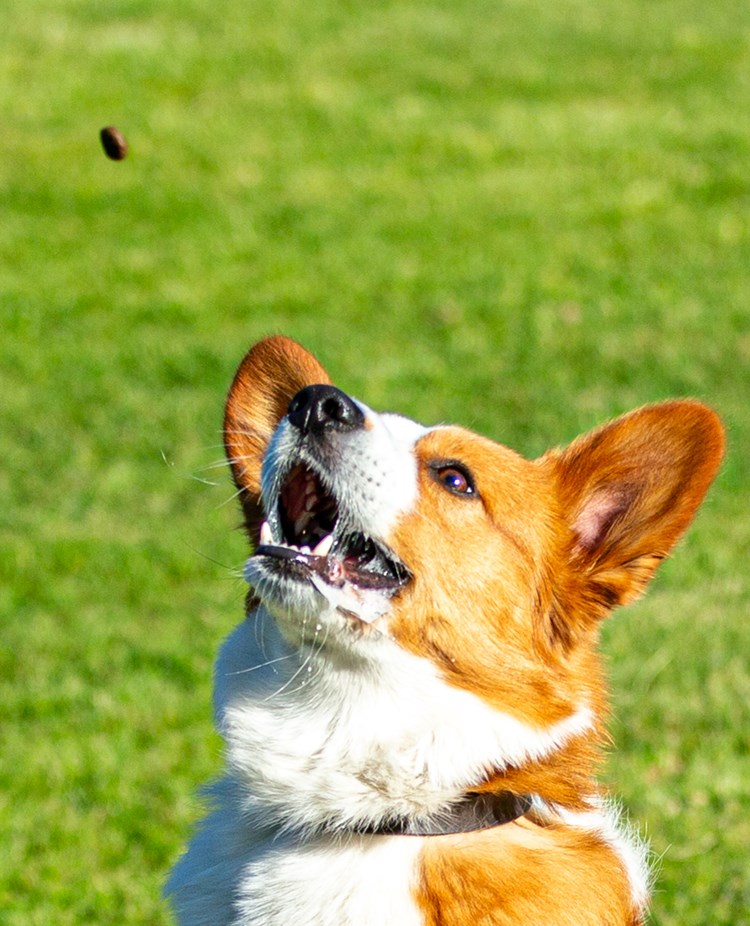 Corgi