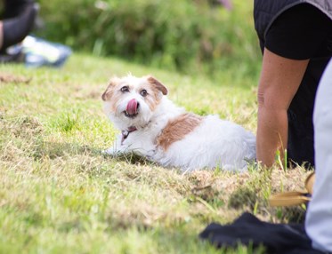 Vit mindre hund ligger på gräset och kikar på min människa.