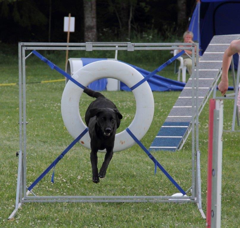Jakt labrador hoppar genom ett däckhinder på agilitybanan.