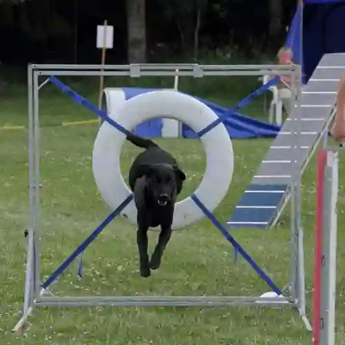 Jakt labrador hoppar genom ett däckhinder på agilitybanan.