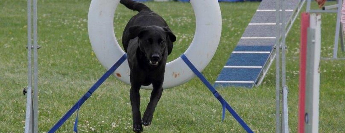 Jakt labrador hoppar genom ett däckhinder på agilitybanan.